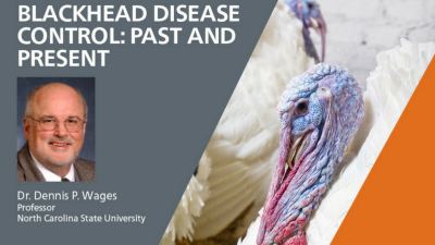 Blackhead disease in chickens and turkeys