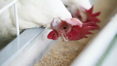 Feed that includes proper mineral nutrition is important to poultry health. 