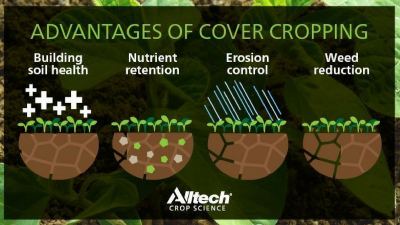 Incorporate cover crops for plant and soil health