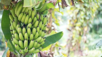 Fruit crops such as bananas can be susceptible to destructive diseases. Are there more sustainable alternatives to pesticides? 
