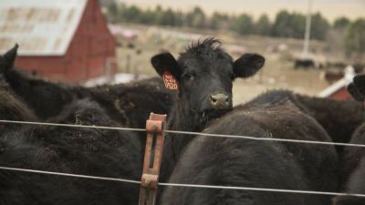 To boost immunity, analyze your operation’s stress points and use technologies like Bio-Mos in the ration before cattle face a challenge.