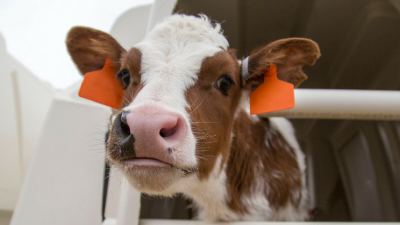 Long gone are the days we could just give calves a drug and kill the bug. Dairy calves' health and pathogen defense requires careful attention to other management factors.