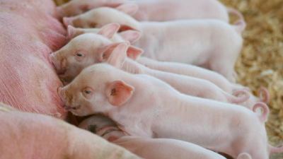 With litter rates increasing, it's even more important for the sow and piglets to receive the nutrition necessary for optimum sustainability and quality.
