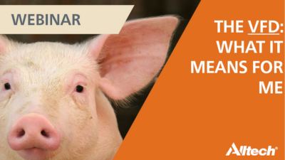 Pig producers & the U.S. Veterinary Feed Directive