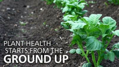 Plant health starts underground with healthy soil