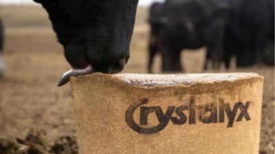 Fresh start: Success on the cattle farm