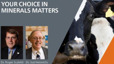 Will inorganic minerals meet the needs of your dairy cow?