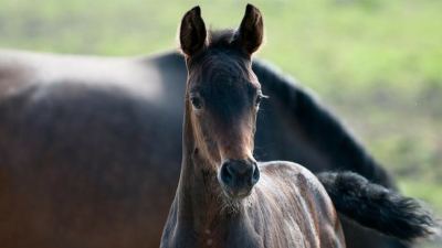 Key nutrients for growing horses