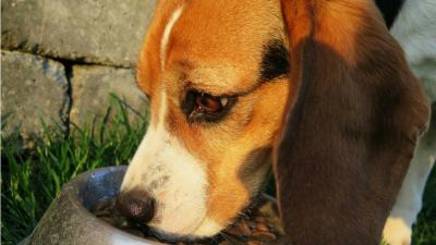 Sniffing out the source: Pet food traceability