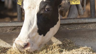 acidose transition alimentaire rumen santé vache laitière