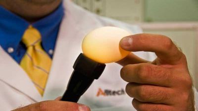  Webinar: conceptos básicos sobre la calidad de la cáscara de huevo
