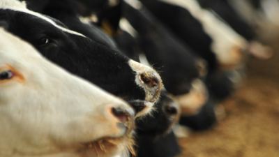 Managing the Transition Period of the Modern Dairy Cow