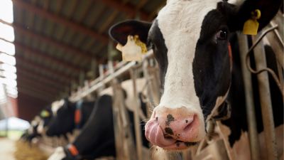 Liver Metabolism & Fatty Liver Syndrome: Managing the Transition Period of the Modern Dairy Cow
