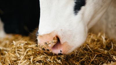 Displaced Abomasum: Managing the Transition Period of the Modern Dairy Cow