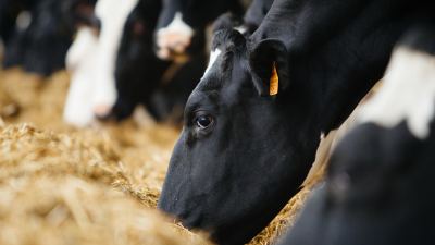 Mycotoxin Management: Sources and Effects on the Animal