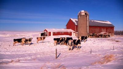 Cows in the snow. 