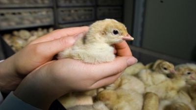 Person holding a chick. 