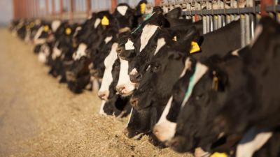 The Carbon Trust has certified that the inclusion of Optigen in a cow’s diet can decrease the global warming potential of that diet and improve nitrogen utilization.
