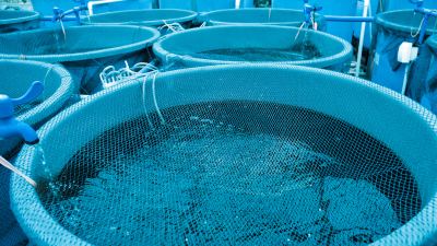 Conheça o Sistema de Recirculação em Aquacultura (Sistema RAS)
