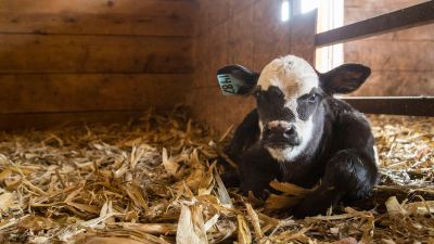 Caring for calf scours