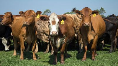 Herd of beef cattle