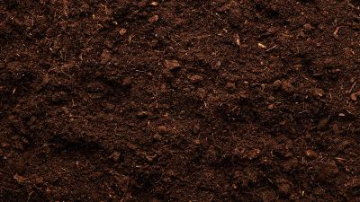 Estímulo de microrganismos no solo contribui para melhor desenvolvimento dos cultivos