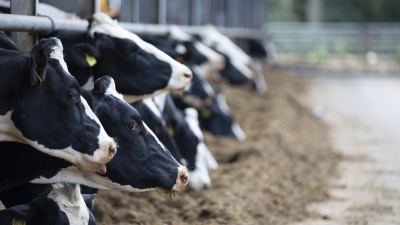 Dutch dairy farmers can lead the way in averting nitrogen emissions challenge 
