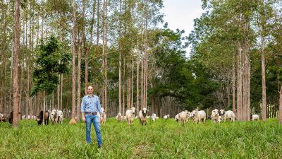 Daniel Wolf exibe sistema Silvipastoril em sua propriedade no Mato Grosso
