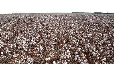 Plantação de algodão no Mato Grosso