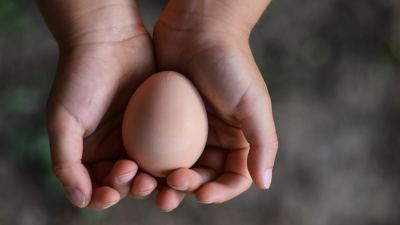 Egg in hands