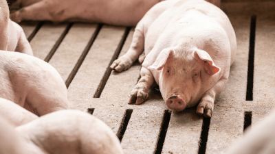 Heat stress in pigs 