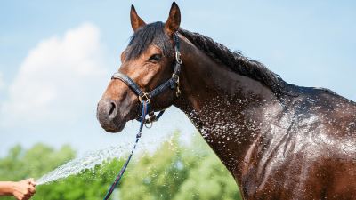 Horse getting sprayed with water