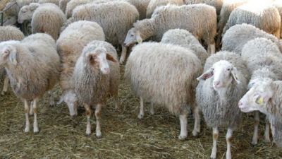 Estrés por calor en ovino