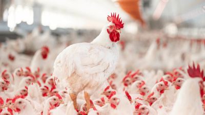 Steps can be taken early in poultry production to mitigate the spread of foodborne illnesses.
