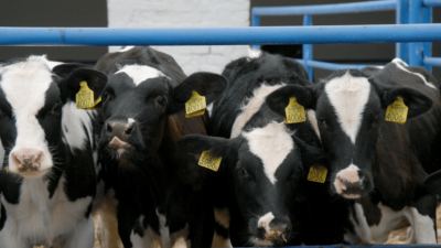 Liječenje i sprečavanje klostridijskih infekcija u goveda