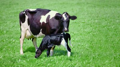 Vaca e bezerro recém nascido
