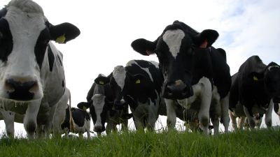 Dairy herd fertility