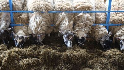 Sheep can benefit from using a KEENAN diet feeder