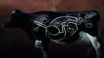 Pre-Calving Mineral Requirements