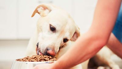 cão se alimentando no pote de ração servido pelo dono