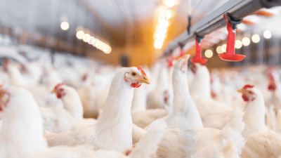 Control Ammonia in Poultry houses