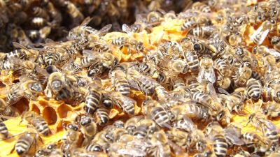 Abejas bien alimentadas, abejas mas sanas