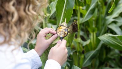 Cientista analisando espiga de milho na plantação