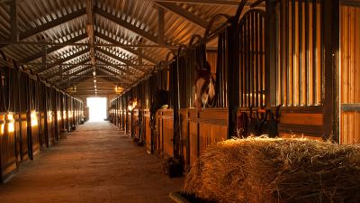 horse stall ammonia