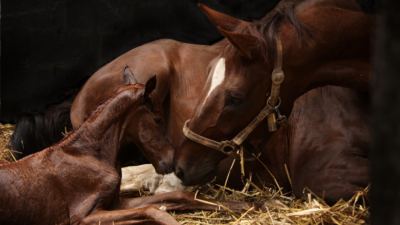 5 safety precautions for mare and foal