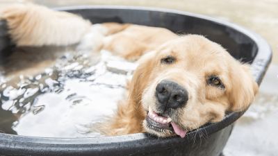 hot weather safety tips for pets