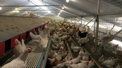 The Housing Order has brought free-range hens inside