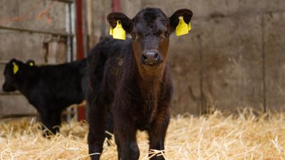KEENAN calf to beef webinar