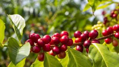 Café: uniformidade do grão influencia na produtividade dos cultivos e qualidade da bebida