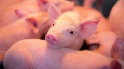 Conheça três estratégias para reduzir o custo de produção de suínos